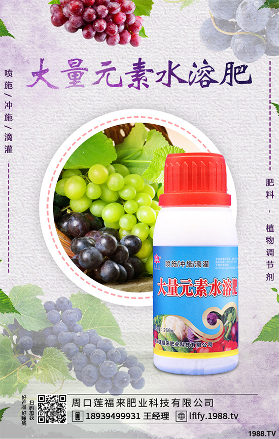 溫室大棚茄子該如何栽培？冬季大棚高產(chǎn)栽培技術(shù)