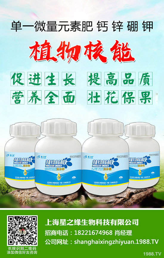 芽菜怎樣種植，芽菜種植技術您了解多少？