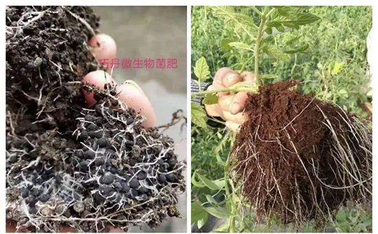 ��΢�������+�ЙC(j��)�ʡ�Ч��ţ�ƣ�ʩһ���������ʡ���ָ߮a(ch��n)��