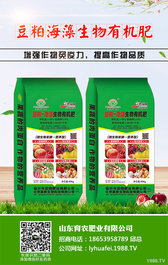 西蘭花種植需要注意些什么？西蘭花四個(gè)種植階段的管理要點(diǎn)