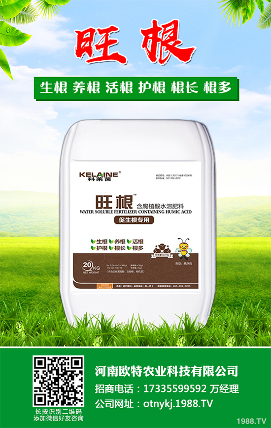 大蔥干尖是咋回事？怎樣解決？大蔥干尖的原因及防治