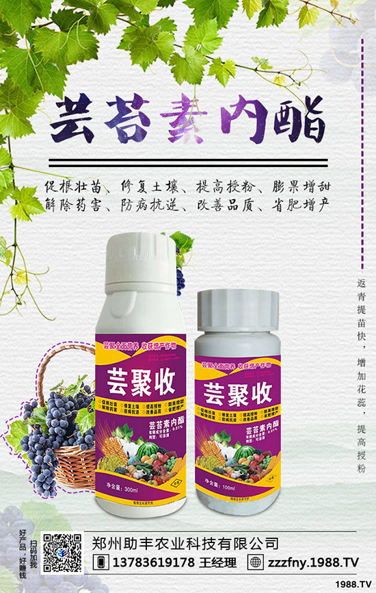 獼猴桃如何摘心，獼猴桃摘心有什么好處？