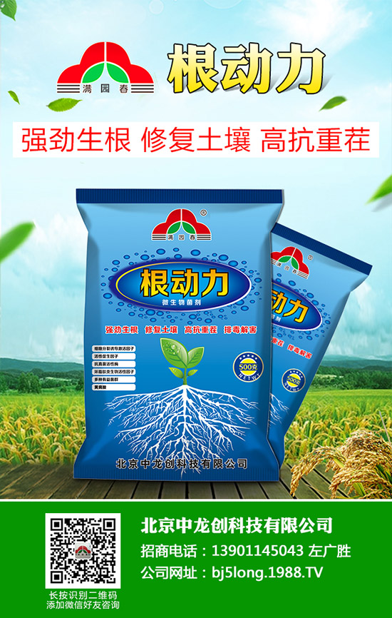 柑橘青苔病發(fā)病原因有哪些，柑橘青苔病防治措施！