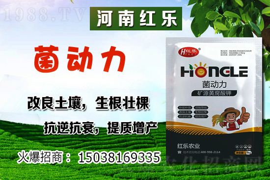 12月份能種什么蔬菜？冬季蔬菜種植有哪些技巧？