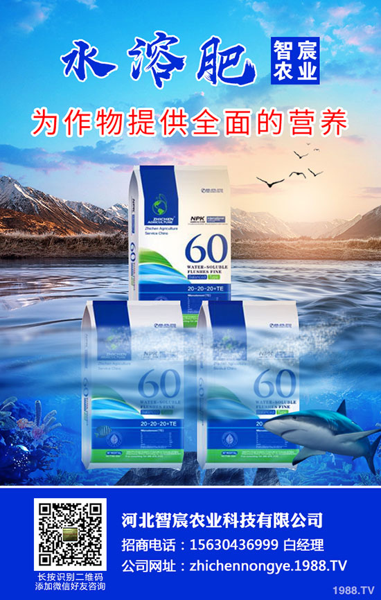 2020���؃r��Ҫ�ϝq���������������߄ݷ�����