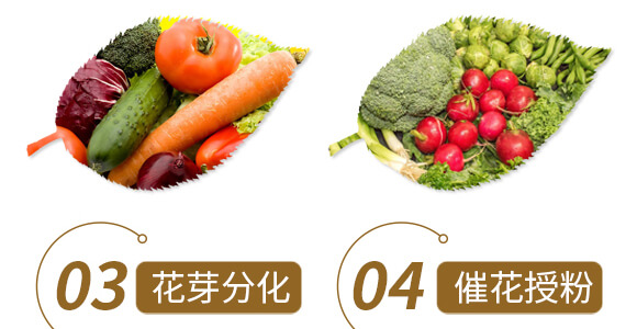 ��ˎ�ĠI�B(y��ng)���a-����ֲ��ˮ�ܷ�-�����r(n��ng)��_06