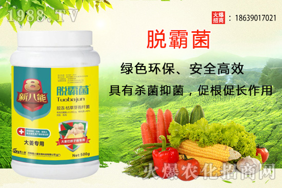 花生種植選什么品種？花生種植前景分析及品種推薦！