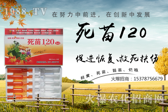  �߲˷Nֲ���L(zh��ng)���������������砀�����W(xu��)��(hu��)�@Щ�������߲����砀����������