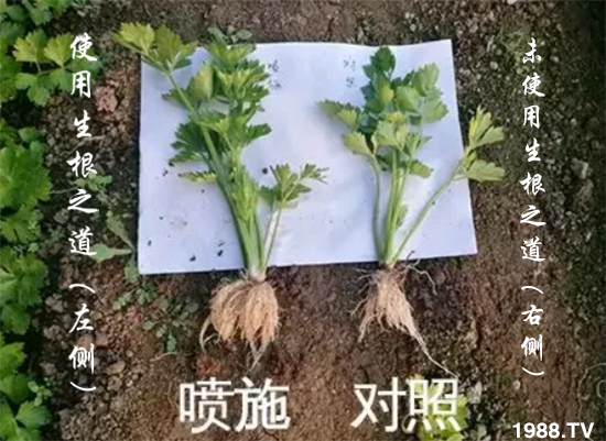 作物根系差，產(chǎn)量低？“生根之道”快生新根，抗病增產(chǎn)無憂！