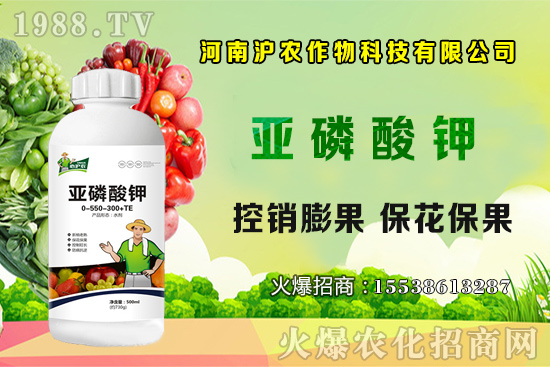 大蔥育苗要點你知道嗎？大蔥常見病蟲害有哪些？如何防治？