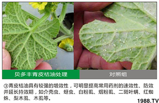 ��Ƥ��������-ؐ���S