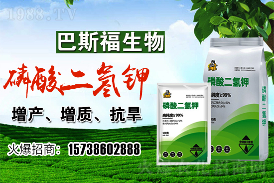 小麥價(jià)格現(xiàn)在多少錢一斤？后期行情走勢(shì)如何？