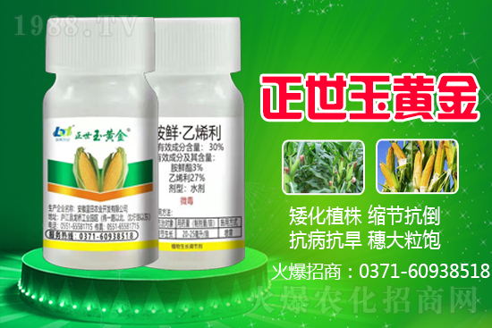 ���׿���