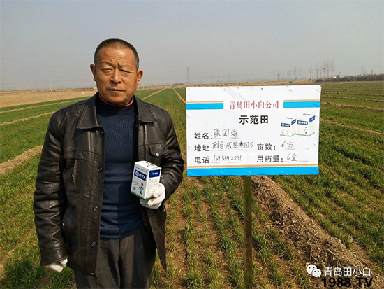 小麥雜草，節(jié)節(jié)麥泛濫成災(zāi)，怎么辦？小麥除草劑怎么選
