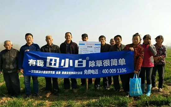 小麥雜草，節(jié)節(jié)麥泛濫成災(zāi)，怎么辦？小麥除草劑怎么選