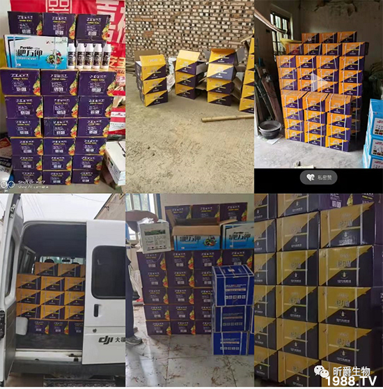     用過肥力精的小麥莖桿桿粗壯根系發(fā)達(dá)