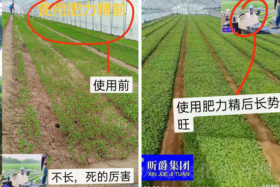 作物落花落果、座果低不用急！激發(fā)潛能，促花座果的秘訣在這！