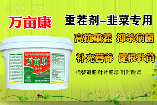 韭菜什么時候種更合適？春季露地韭菜管理方法及注意事項