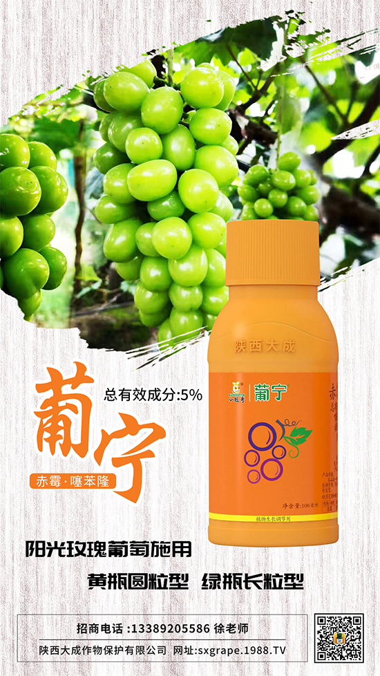 葡萄如何保果座果，減少大小粒？這些管理相當(dāng)重要！