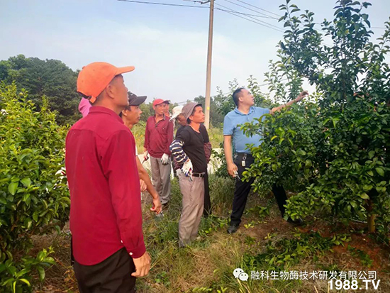 走進(jìn)田間地頭，助力柑橘產(chǎn)業(yè)