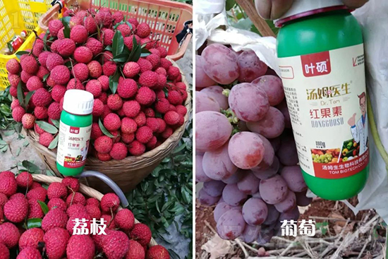 �t���ء�ֻ���D(zhu��n)ɫ�������D(zhu��n)ɫ�����ߣ��߼t���ó���