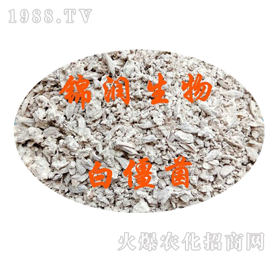 �׽���-�\������