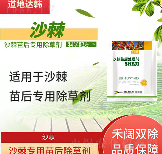 沙棘田除草劑--沙棘田苗后-沙棘田專(zhuān)用-大韓