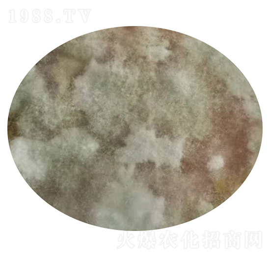 ����ľù-��ʥԴ