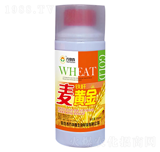 200ml鐵桿麥黃金-萬物春