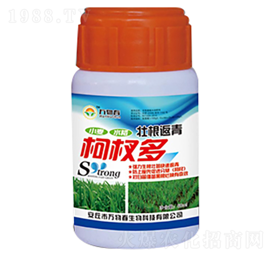 60ml壯根返青柯杈多-萬物春