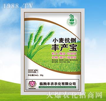 小麥抗倒豐產(chǎn)寶-豐農(nóng)農(nóng)化
