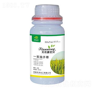 一夜抽齊穗-天農(nóng)康優(yōu)貝-天農(nóng)化工