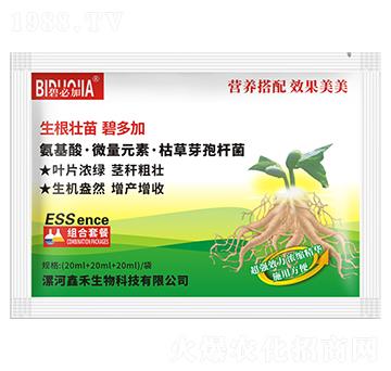 生根壯苗碧多加-鑫禾生物