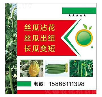 絲瓜、長瓜沾花變短出紐-美春農(nóng)業(yè)