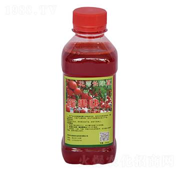 花萼長(zhǎng)綠直座果快-美春農(nóng)業(yè)