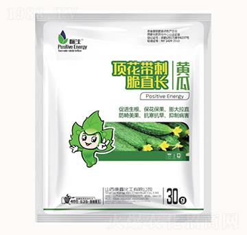 黃瓜頂花帶刺脆直長(zhǎng)-康鑫化工