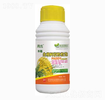 水稻生根柯杈粒粒飽-周氏農(nóng)化