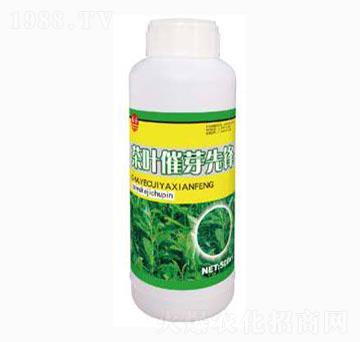 茶葉催芽先鋒-泰玉肥業(yè)