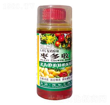 棗多收-康普生