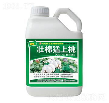 ����������-�����_