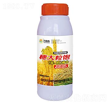 1000ml穗大粒飽小麥水稻滿(mǎn)倉(cāng)-萬(wàn)物春