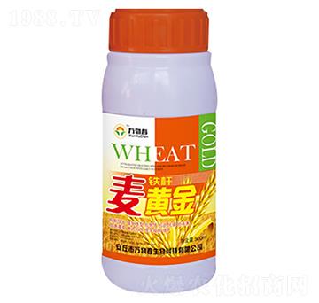 鐵桿麥黃金-萬物春