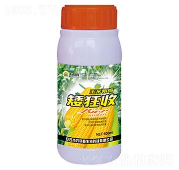 500ml玉米粗縮矮狂收-萬物春