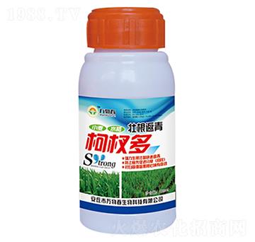 100ml壯根返青柯杈多-萬物春
