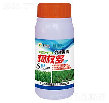 500ml壯根返青柯杈多-萬物春