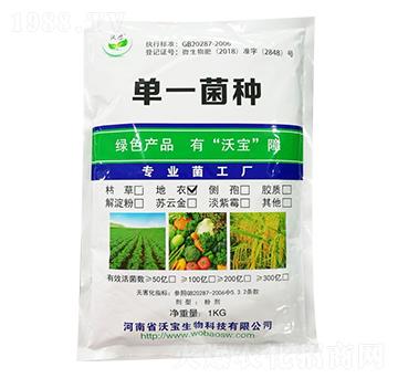 ����ѿ�ߗU��-�֌�����